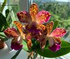 Blc. Durigan Aphrodite Durigan..